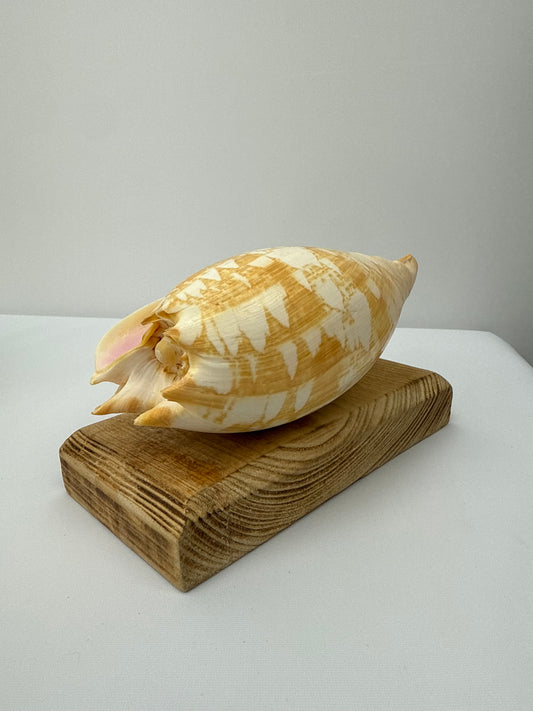 Small Real Sea Shell Candle – Ocean Inspired