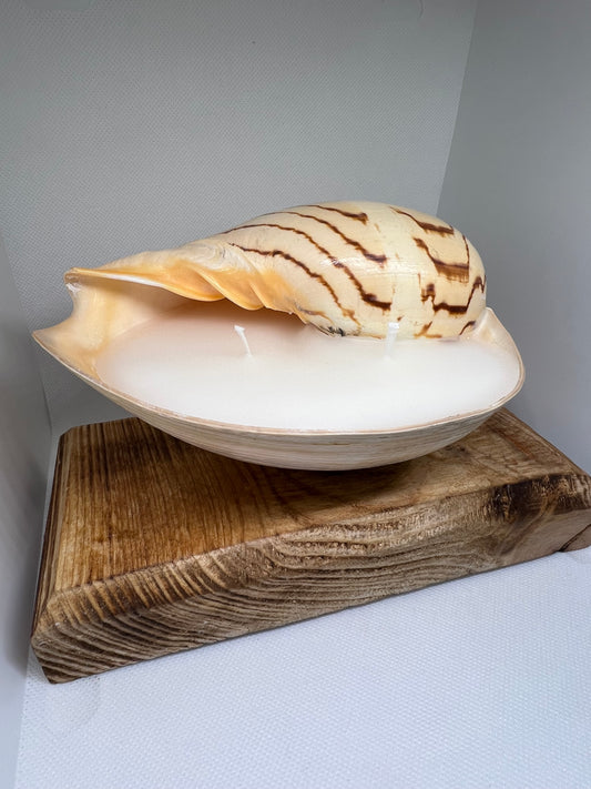 Small Sea Shell Candle