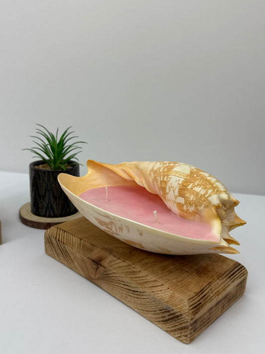 Small Real Sea Shell Candle – Ocean Inspired