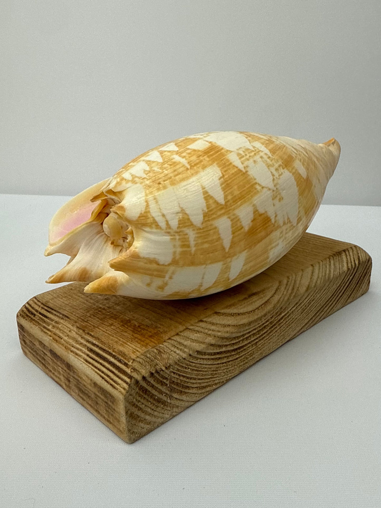 Small Real Sea Shell Candle – Ocean Inspired