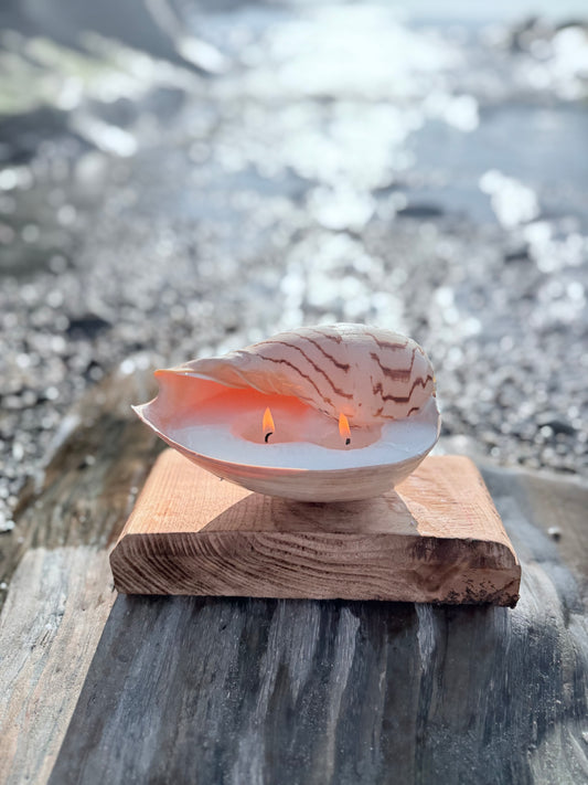 Small Sea Shell Candle