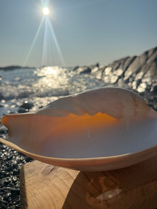 Large Sea Shell Candle
