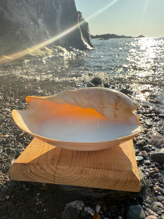 Large Sea Shell Candle